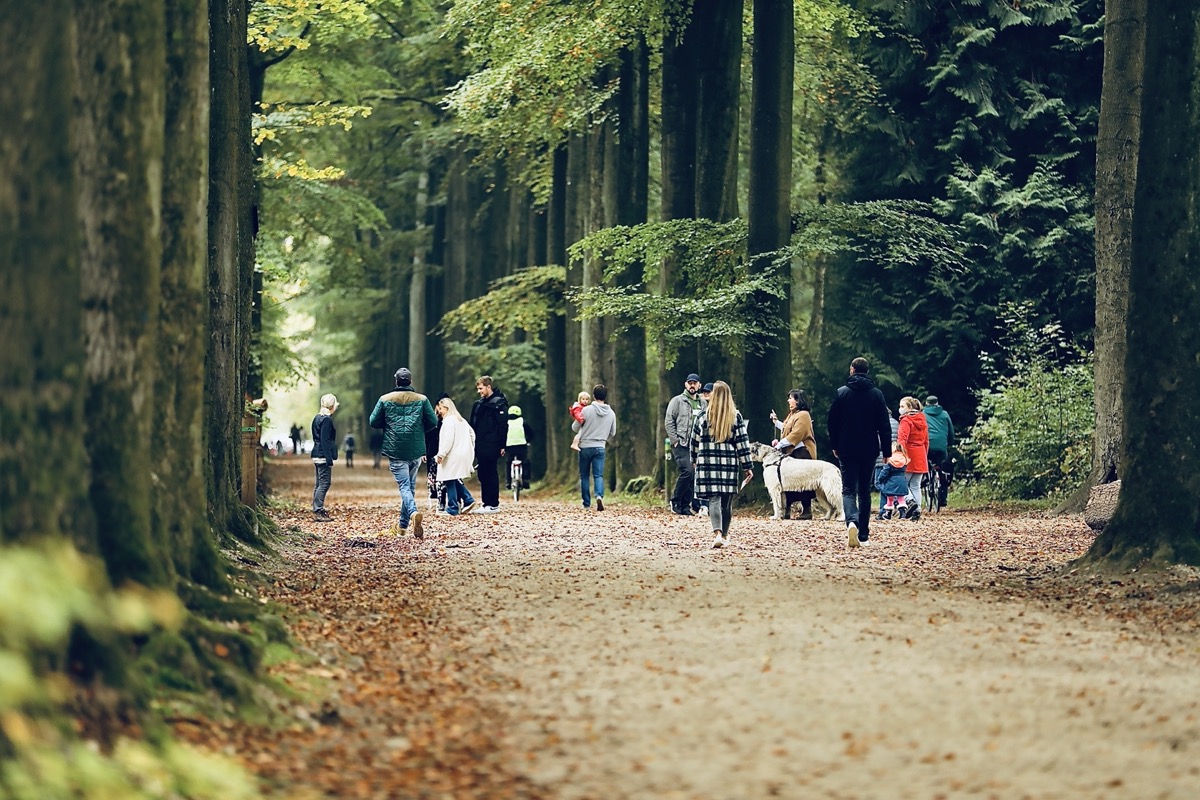 En promenade – La Forêt de Soignes
